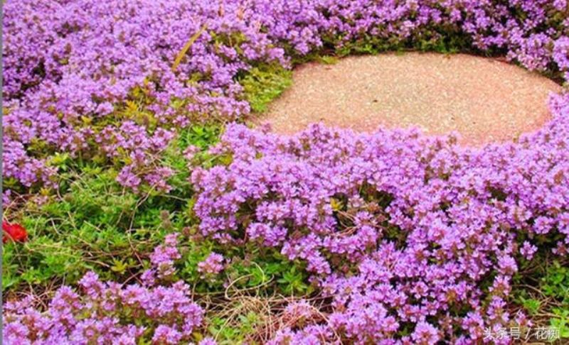 百里香植物好养吗「百里香植物好养吗怎么养」