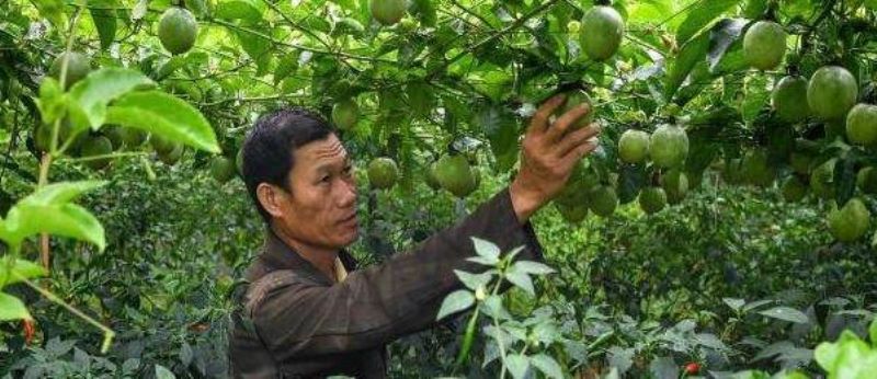 百香果什么时候种植「百香果什么时候种植最好」