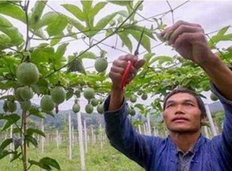 百香果什么时候种植「百香果什么时候种植最好」