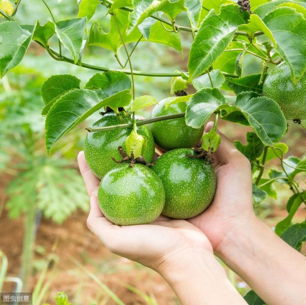 百香果怎么种植「百香果怎么种植视频」_2