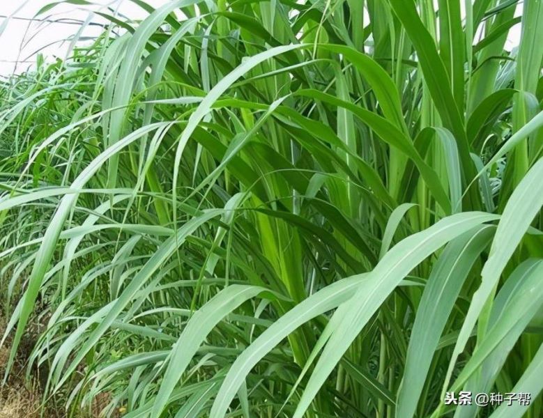 皇竹草怎样栽种「皇竹草怎样栽种视频」
