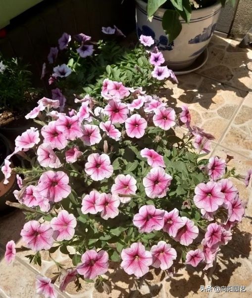 矮牵牛花的花期有多长「矮牵牛第二年还能活吗」