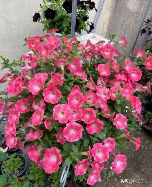 矮牵牛花的花期有多长「矮牵牛第二年还能活吗」
