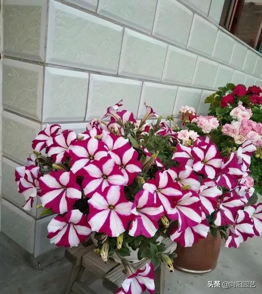 矮牵牛花的花期有多长「矮牵牛第二年还能活吗」