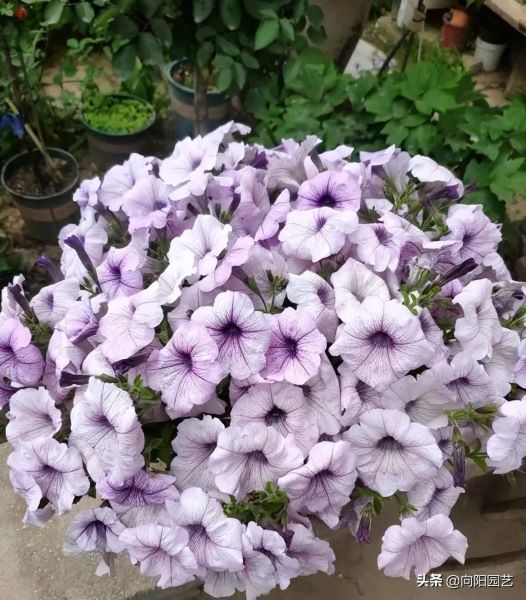 矮牵牛花的花期有多长「矮牵牛第二年还能活吗」