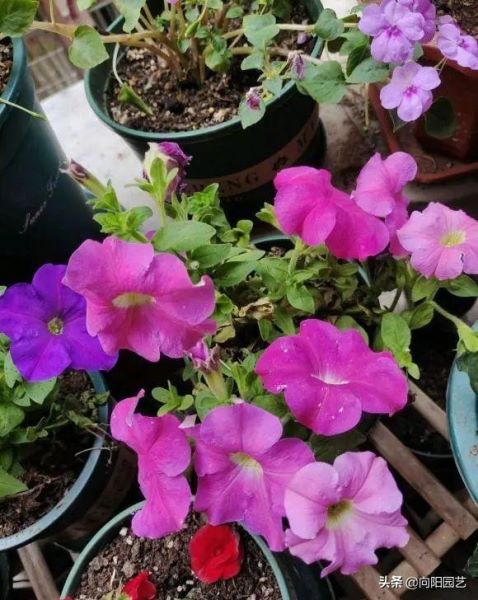 矮牵牛花的花期有多长「矮牵牛第二年还能活吗」