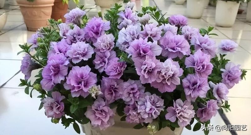 矮牵牛花的花期有多长「矮牵牛第二年还能活吗」
