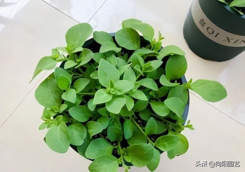 矮牵牛花的花期有多长「矮牵牛第二年还能活吗」