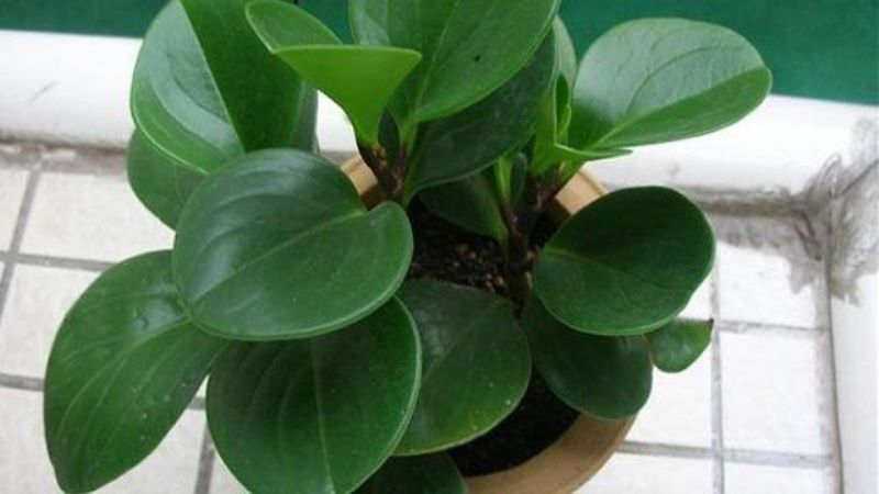 碧玉植物怎么养「小家碧玉植物怎么养」