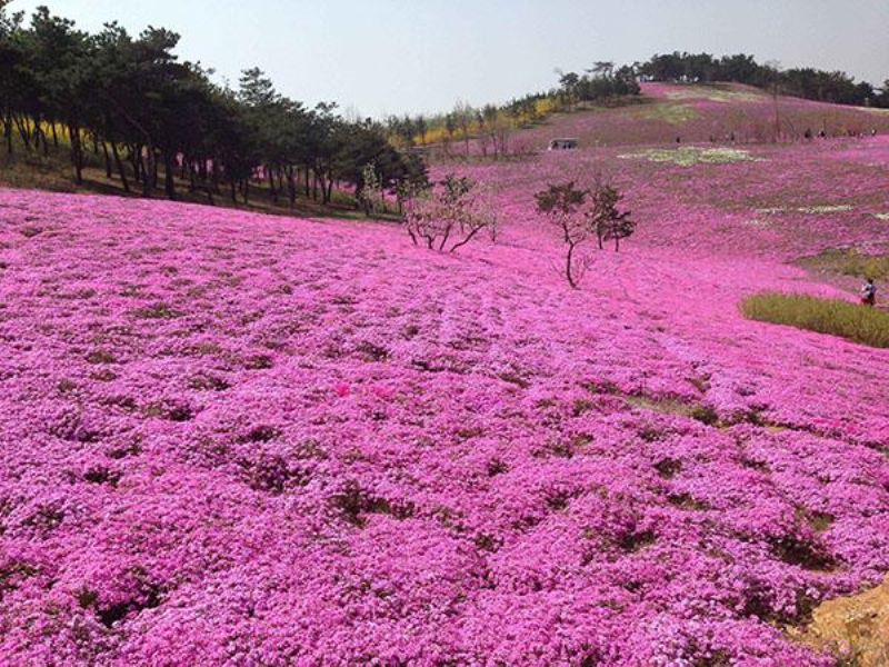 福禄考种植方法和注意事项「家里尽量不放福禄寿」