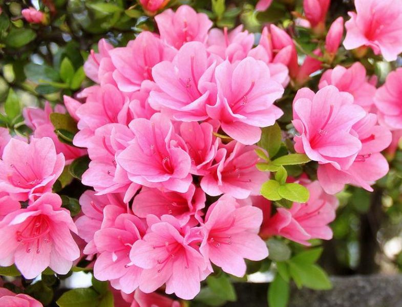 粉杜鹃花怎么养「粉杜鹃花怎么养才能开花」