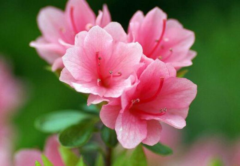 粉杜鹃花怎么养「粉杜鹃花怎么养才能开花」