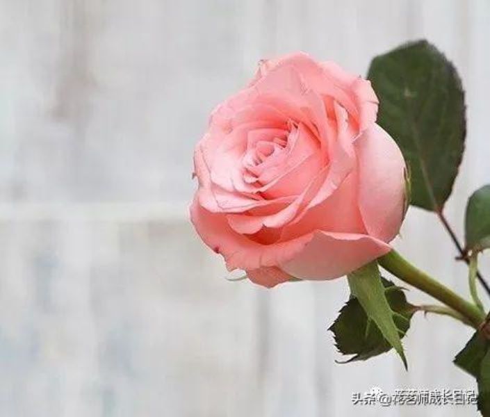 粉玫瑰有哪些品种「粉玫瑰有哪些品种图片」