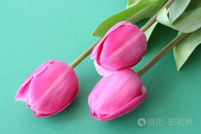 粉色郁金香花语「粉色郁金香花语和寓意」