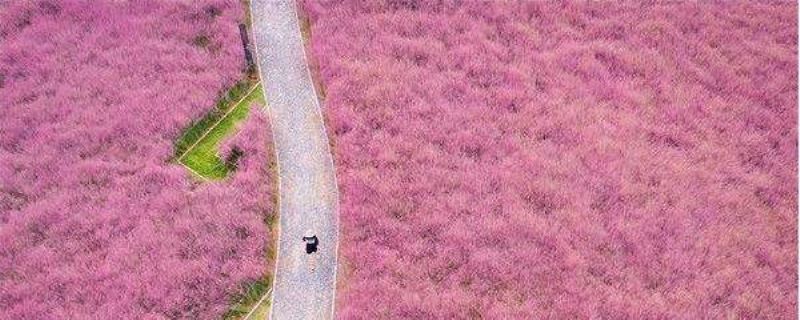 粉黛乱子草种子怎么种植「」