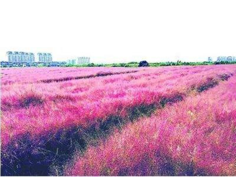 粉黛乱子草种子怎么种植「」