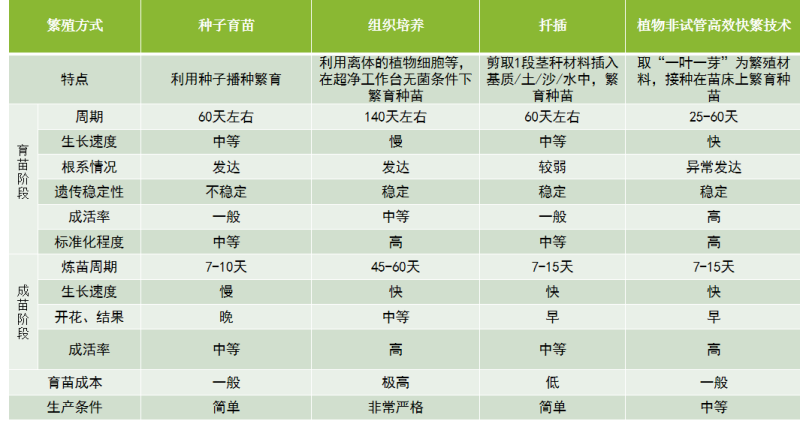 红叶杨树是什么品种的树「红叶杨树是什么品种的树图片」