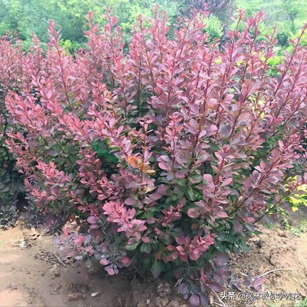 红叶盆景植物有哪些「红叶盆景植物有哪些品种」