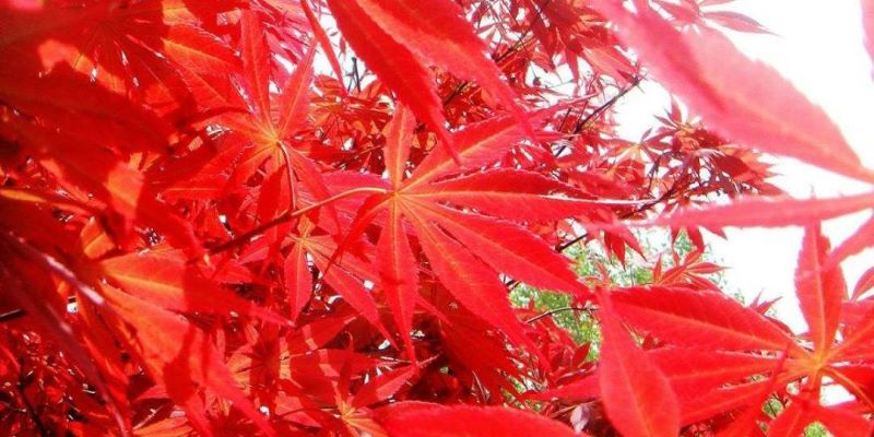 红叶花卉有哪些品种「红叶花卉有哪些品种图片」