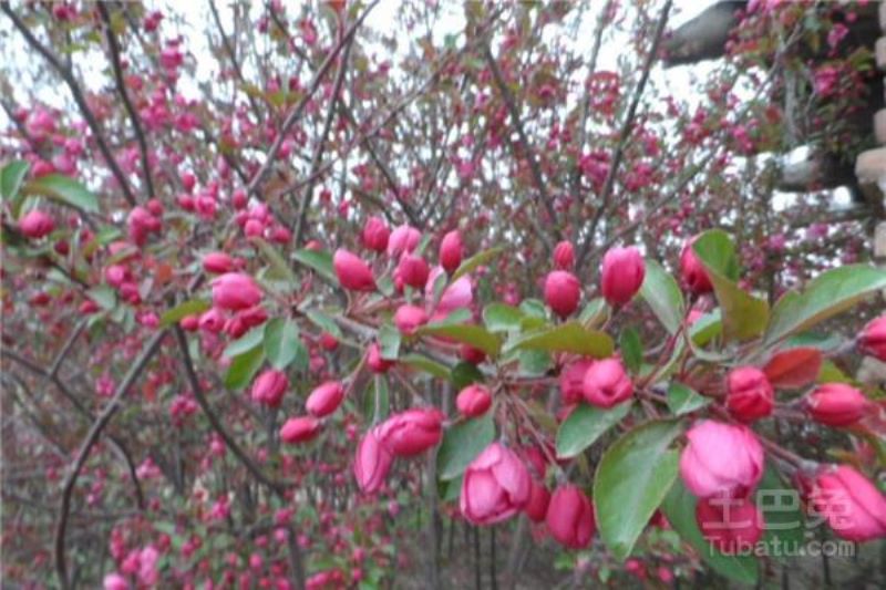 红宝石海棠种植方法有什么「红宝石海棠种植方法有什么特点」