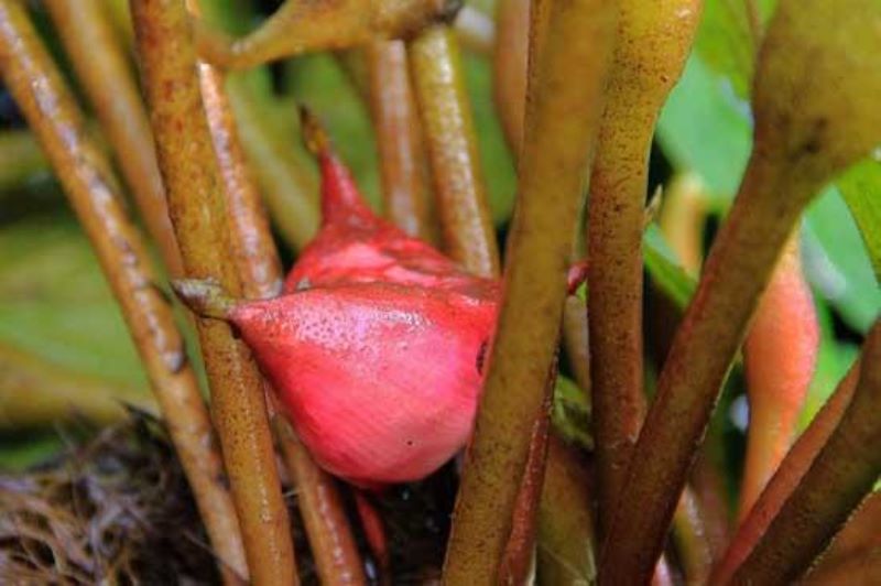 红崖菱是什么植物「红崖菱是什么植物图片」