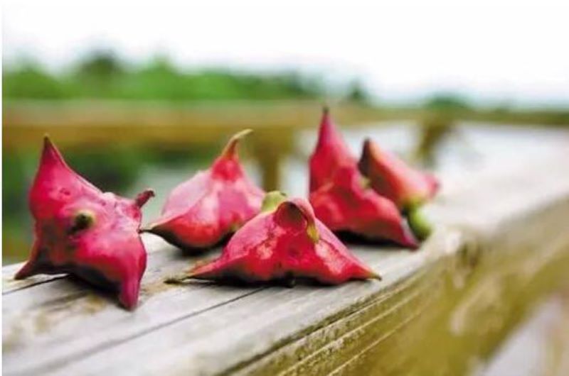 红崖菱是什么植物「红崖菱是什么植物图片」
