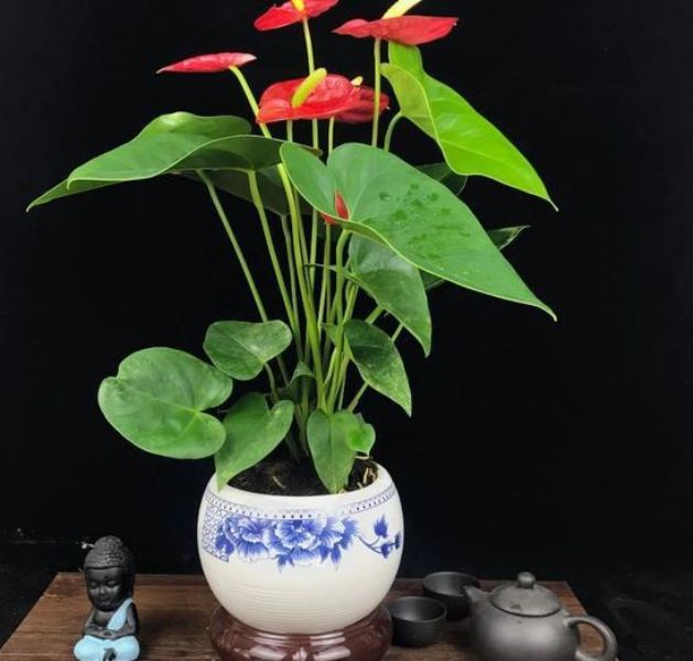 红掌夏天怎么养才能更旺盛「红掌夏天怎么养才能更旺盛呢」