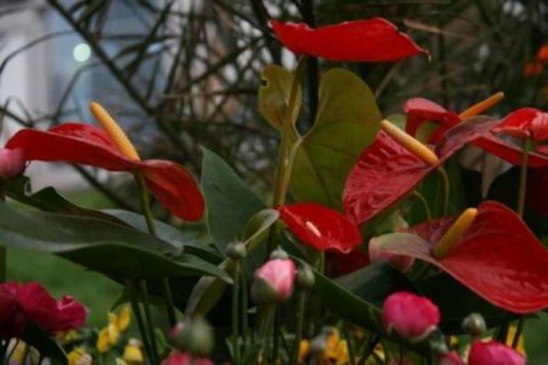 红掌花怎样养好「红掌花怎样养好看」