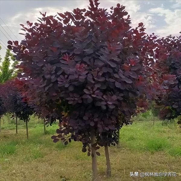 红枫什么品种最好「日本红枫什么品种最好」