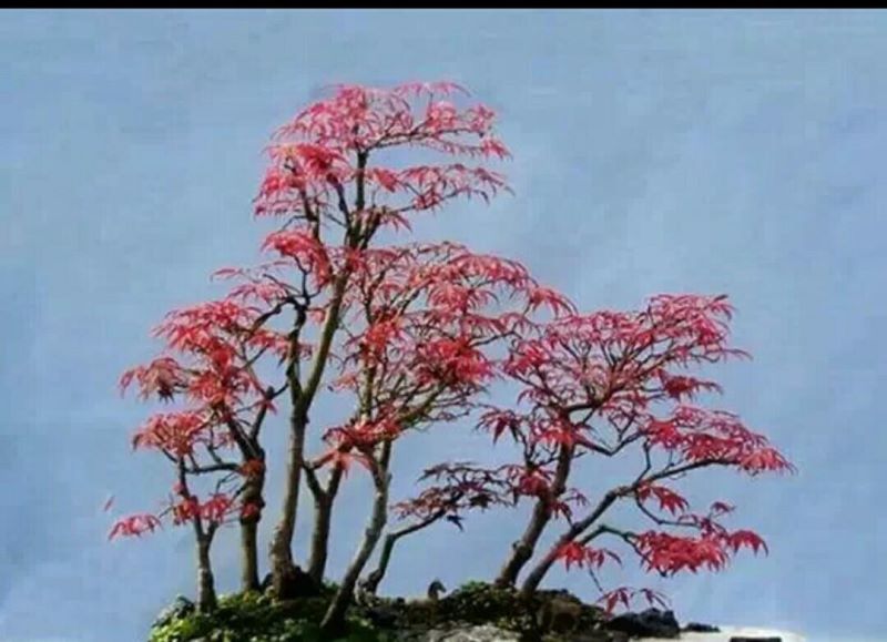 红枫树盆景如何种植「红枫树盆景如何种植视频」