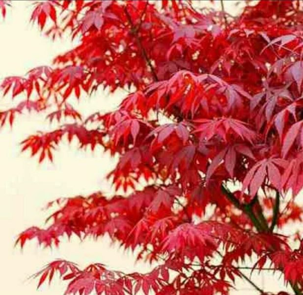 红枫树盆景如何种植「红枫树盆景如何种植视频」