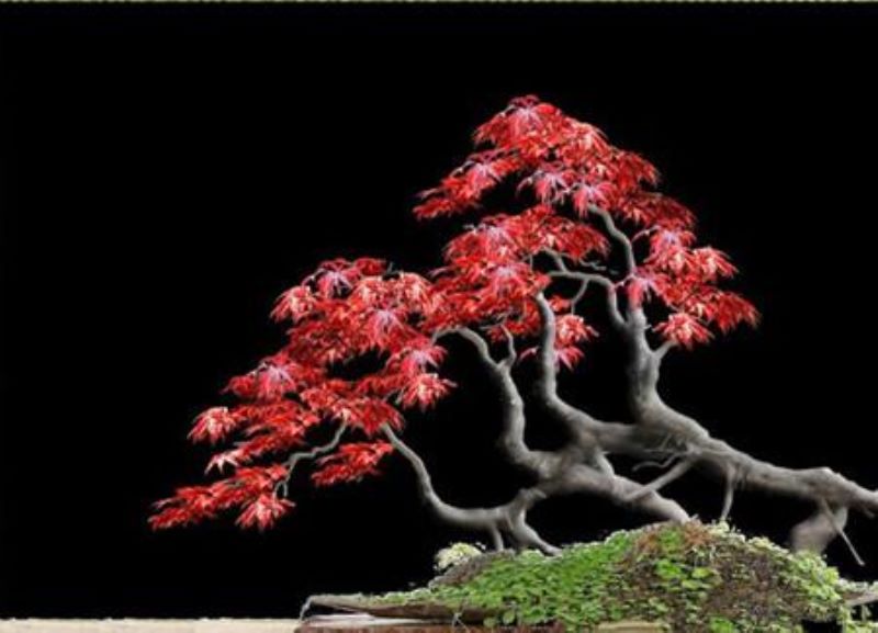 红枫盆景夏天怎么养「红枫盆景夏天怎么养护」