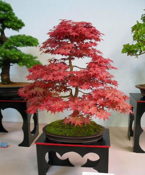 红枫盆景种植方法和技术「红枫盆景种植方法和技术视频」