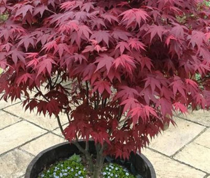 红枫种子怎么种「红枫种子怎么种植方法」