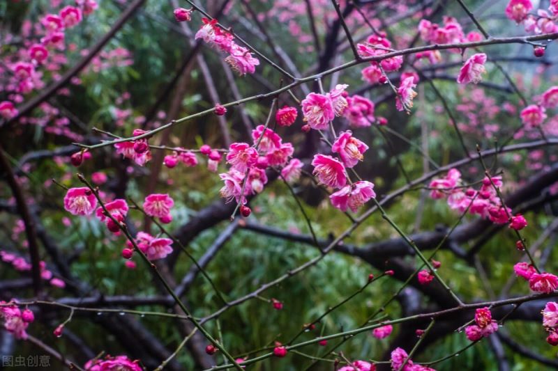 红梅树种植方法「红梅树种植方法视频」