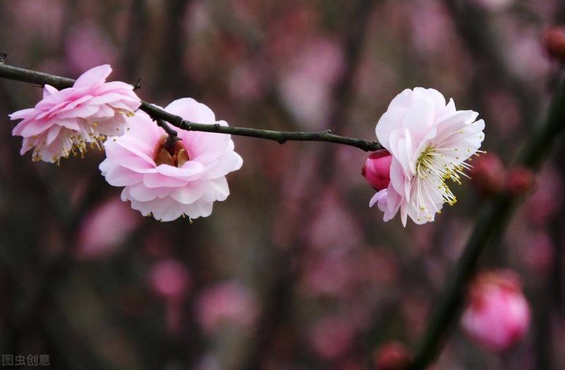 红梅树种植方法「红梅树种植方法视频」