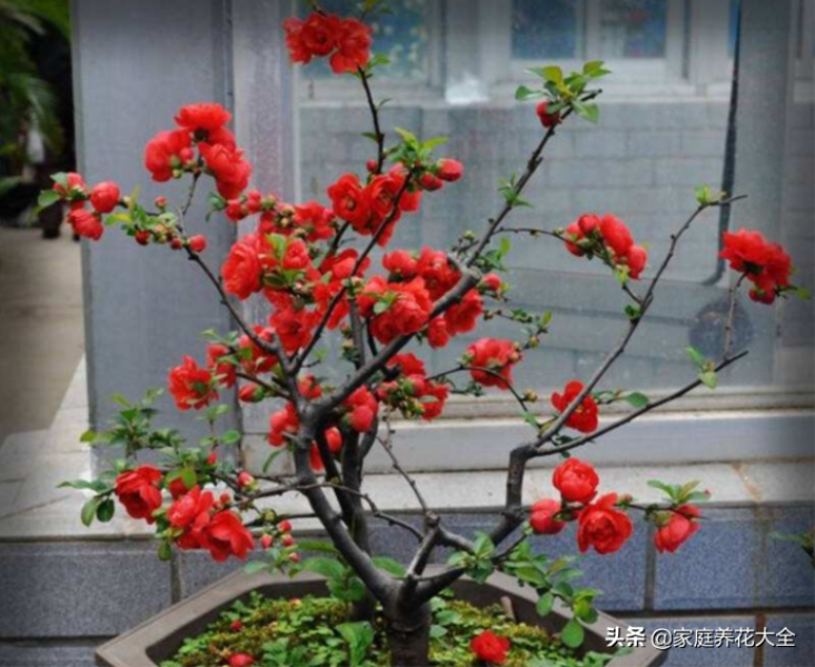 红海棠花怎么养殖「红海棠花怎么养殖-」