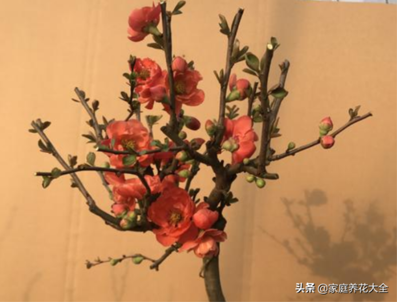 红海棠花怎么养殖「红海棠花怎么养殖-」
