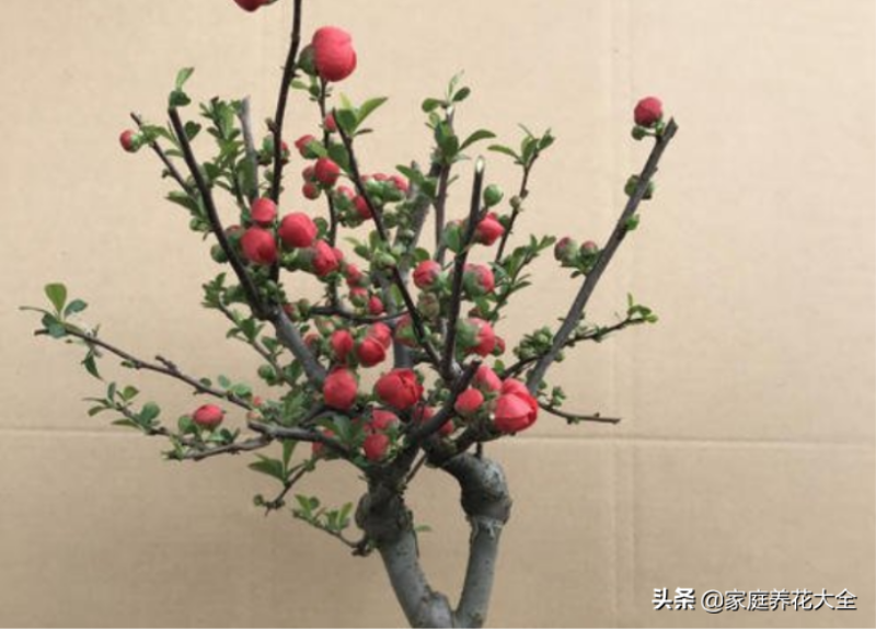 红海棠花怎么养殖「红海棠花怎么养殖-」