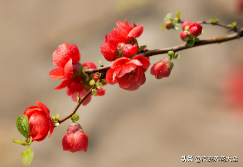 红海棠花怎么养殖「红海棠花怎么养殖-」