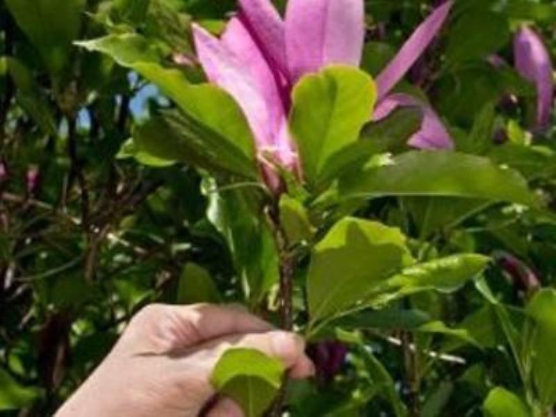 红玉兰可以用根繁殖吗「红玉兰能插活吗」