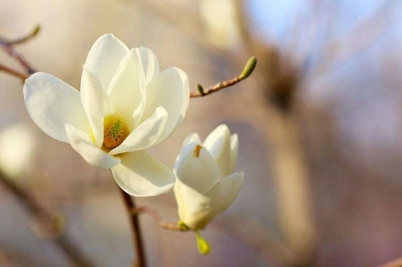 红玉兰叶子发黄怎么办「红玉兰叶子发黄怎么办呢」