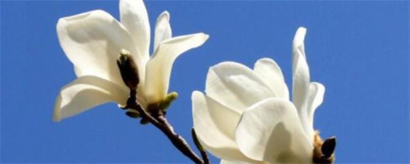 红玉兰怎么种植「红玉兰怎么种植视频」