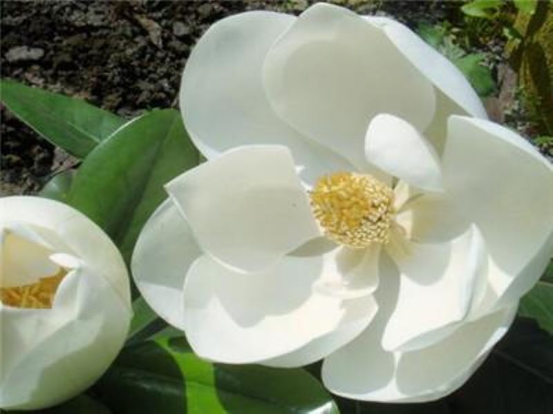 红玉兰怎么种植「红玉兰怎么种植视频」
