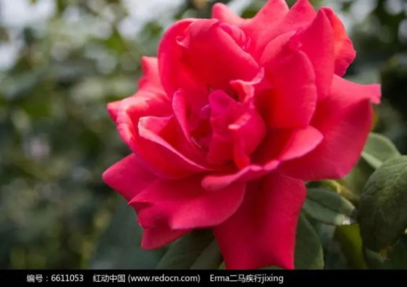 红色月季花语：是纯洁的爱吗？「红色月季花语是什么」