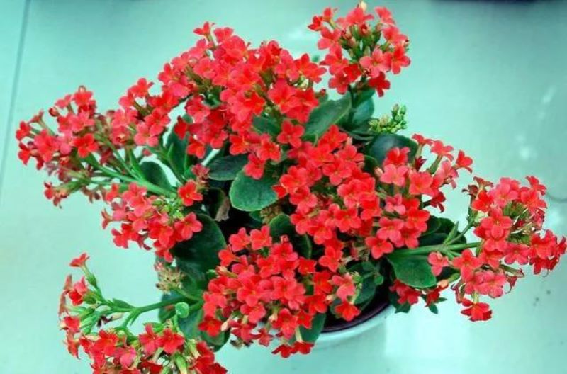 红色的花有哪些名称「红色的花有哪些名称及图片」