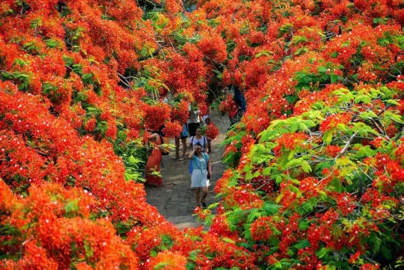 红花楹树适合庭院种植吗「红花楹树适合庭院种植吗视频」