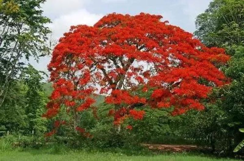 红花楹树适合庭院种植吗「红花楹树适合庭院种植吗视频」