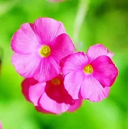 红花酢浆草是什么科「红花酢浆草是什么科什么属」
