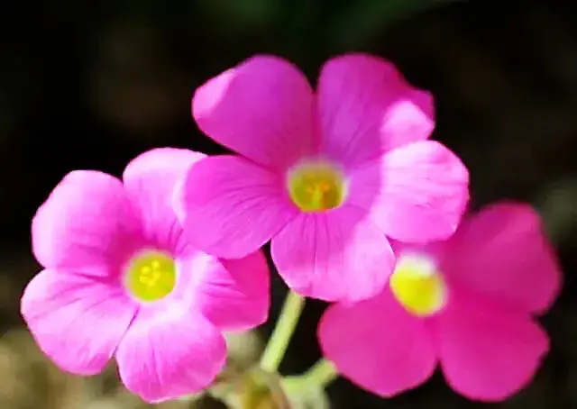 红花酢浆草是什么科「红花酢浆草是什么科什么属」